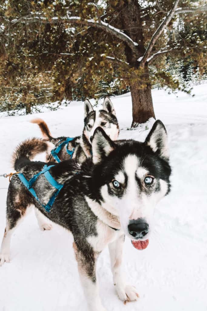 Some of the Siberian huskies on the dog sledding team in Breckenridge, Colorado