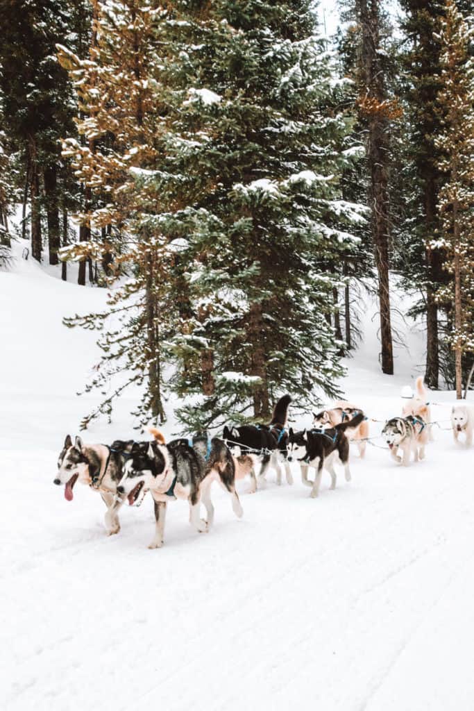 Dog Sledding in Breckenridge, Colorado | The Ultimate Guide to Breckenridge in the Winter