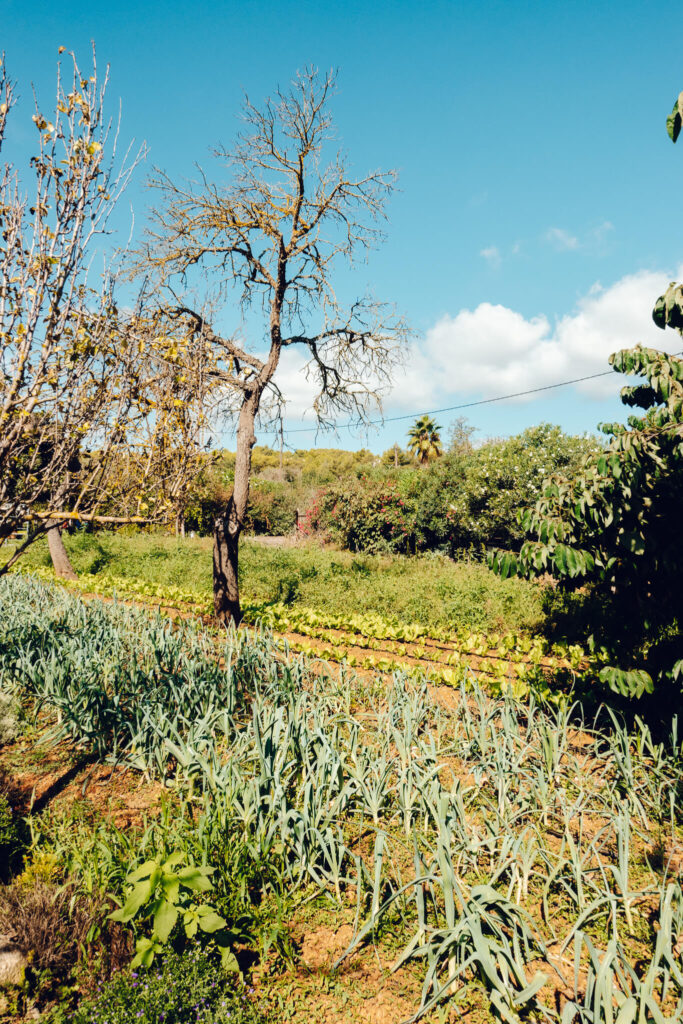 Farm at Can Muson